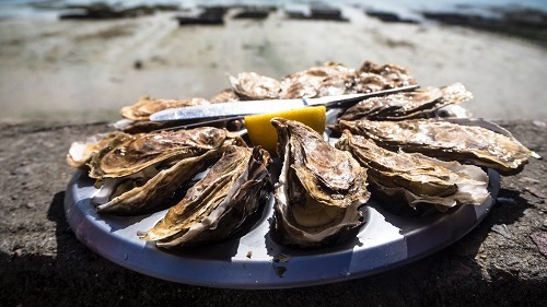 east coast vs west coast oysters